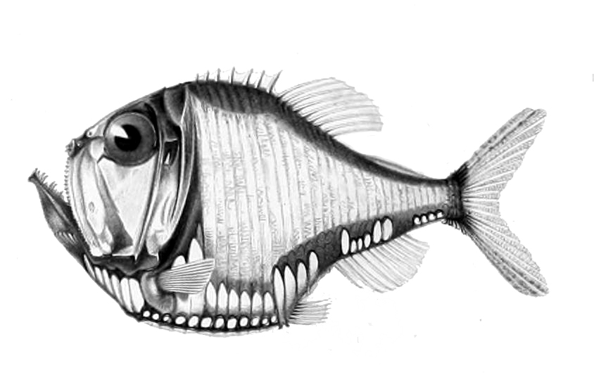 stříbrnáč Olfersův (Argyropelecus olfersii)