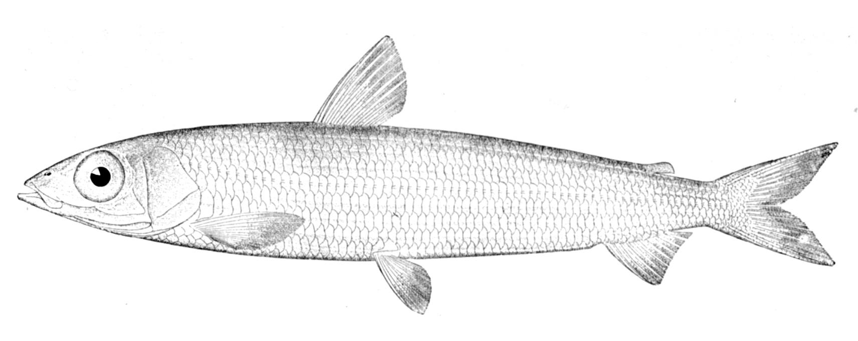 stříbrnice atlantská (Argentina silus)
