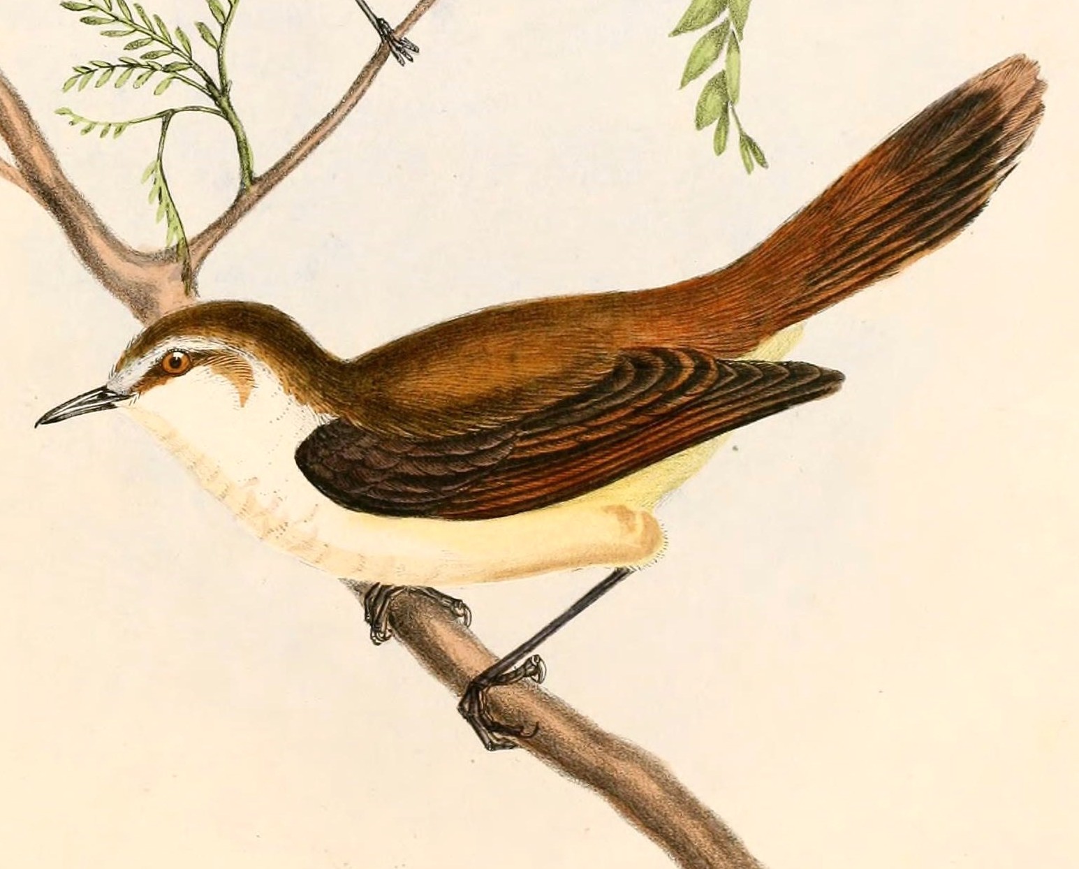 střízlíkovec chathamský (Gerygone albofrontata)