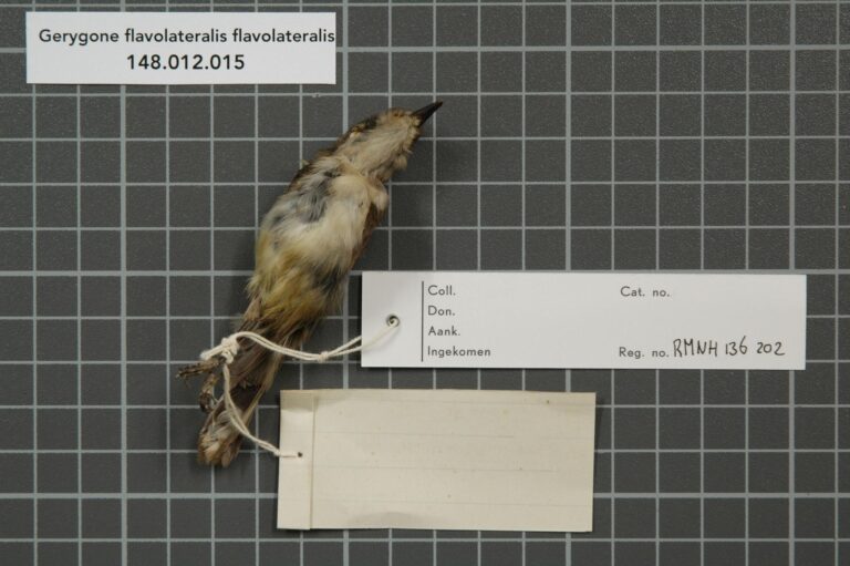 střízlíkovec novokaledonský (Gerygone flavolateralis)