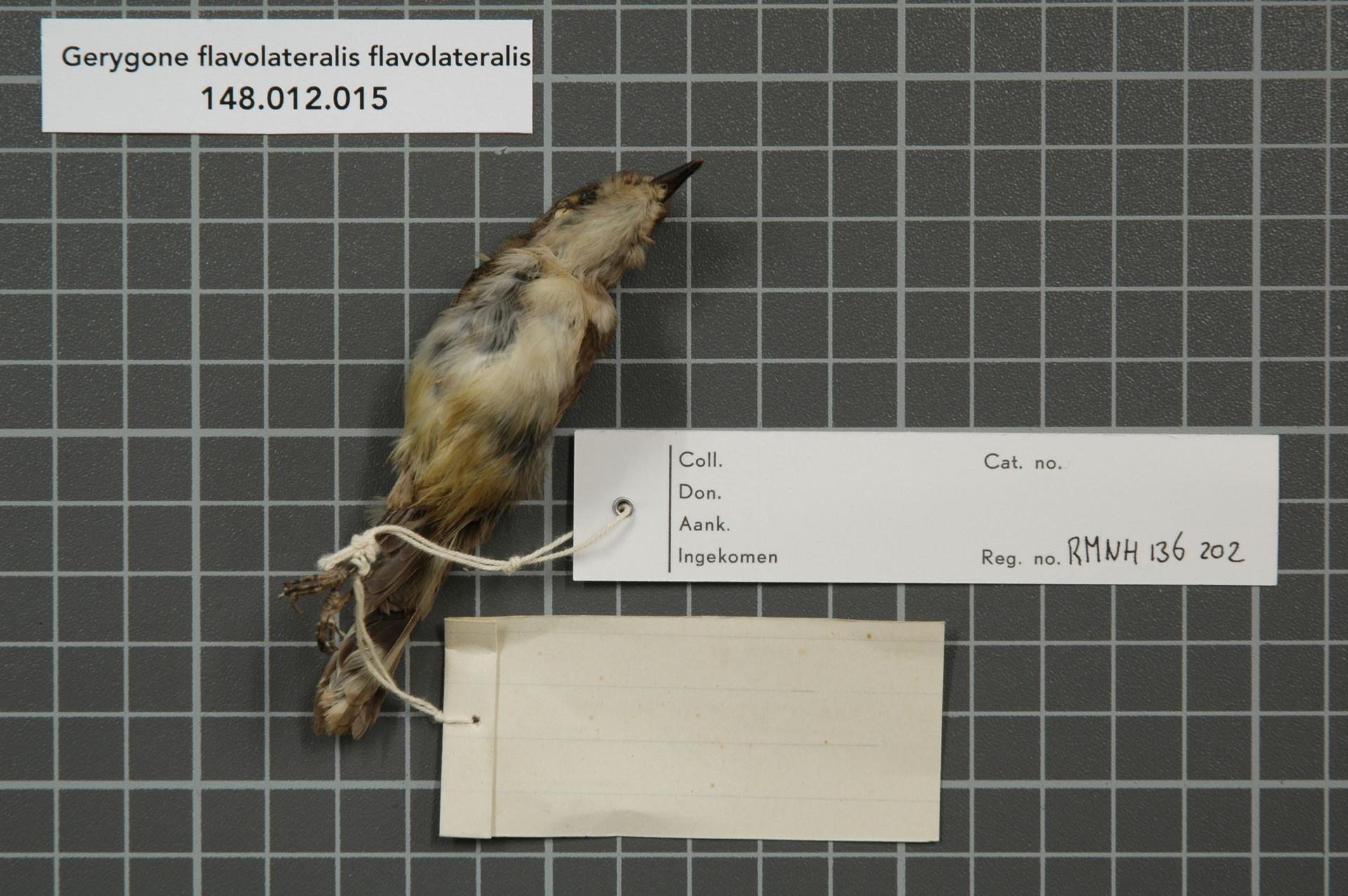 střízlíkovec novokaledonský (Gerygone flavolateralis)