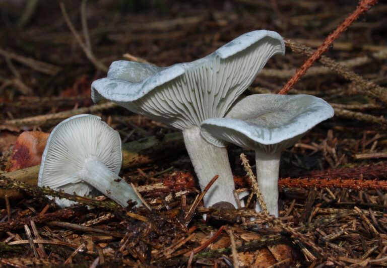 strmělka anýzka strmělka anýzka (Clitocybe odora)