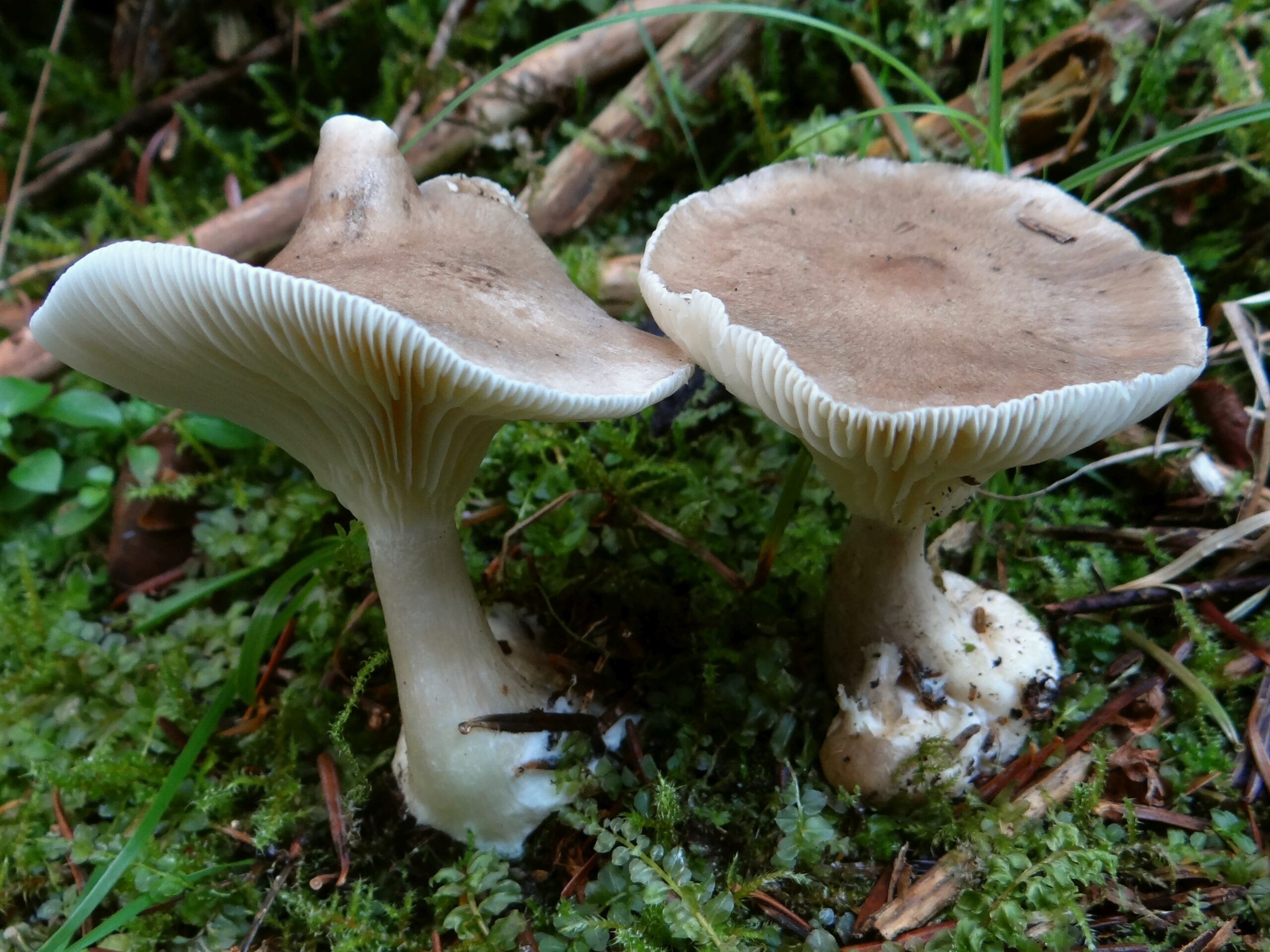 strmělka kyjonohá (Ampulloclitocybe clavipes)