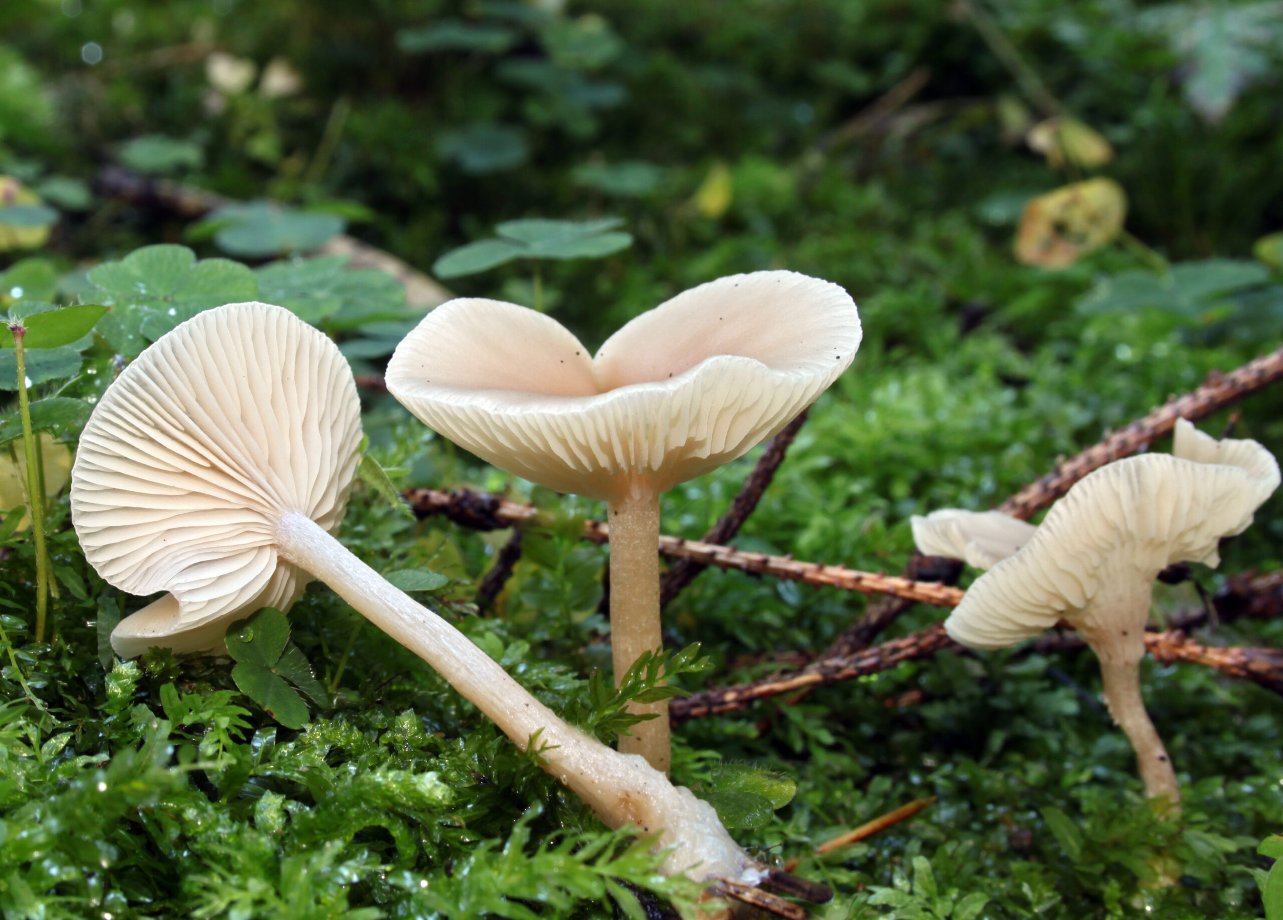 strmělka vonná (Clitocybe fragrans)