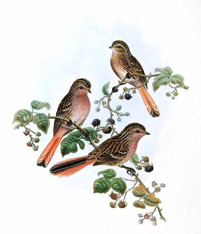 strnad Převalského (Urocynchramus pylzowi)