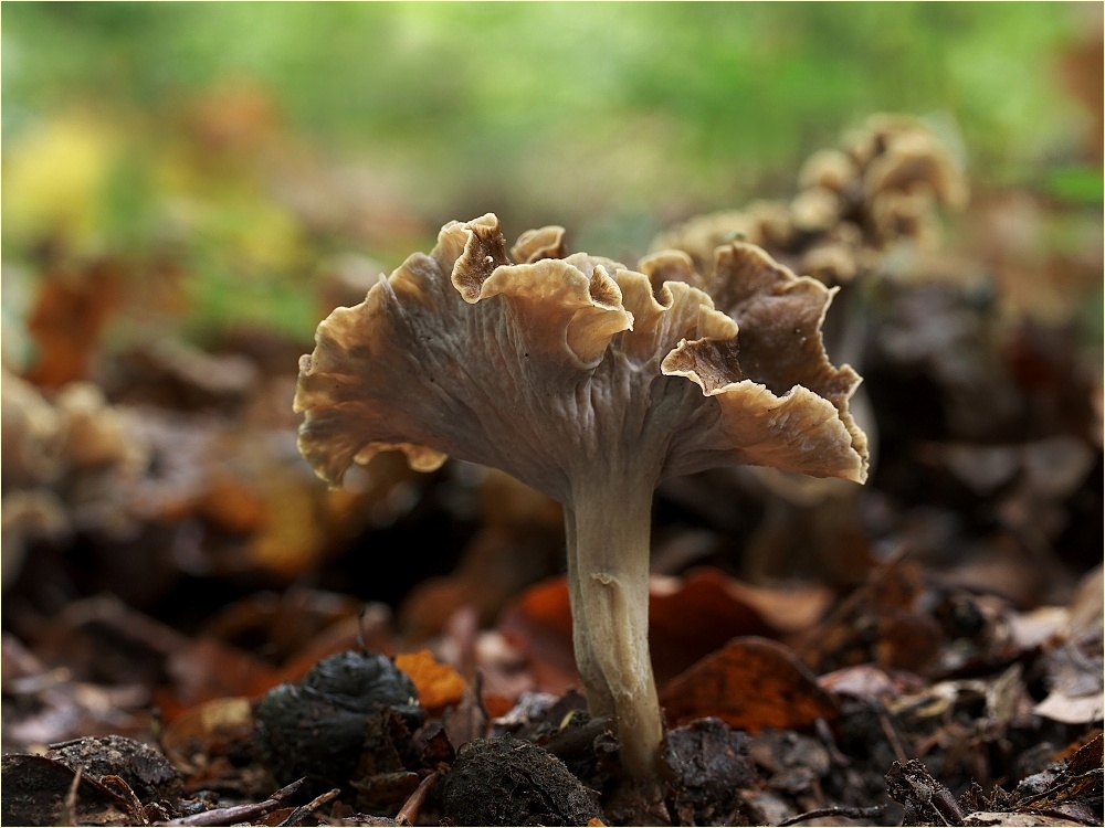 stroček kadeřavý (Pseudocraterellus undulatus)