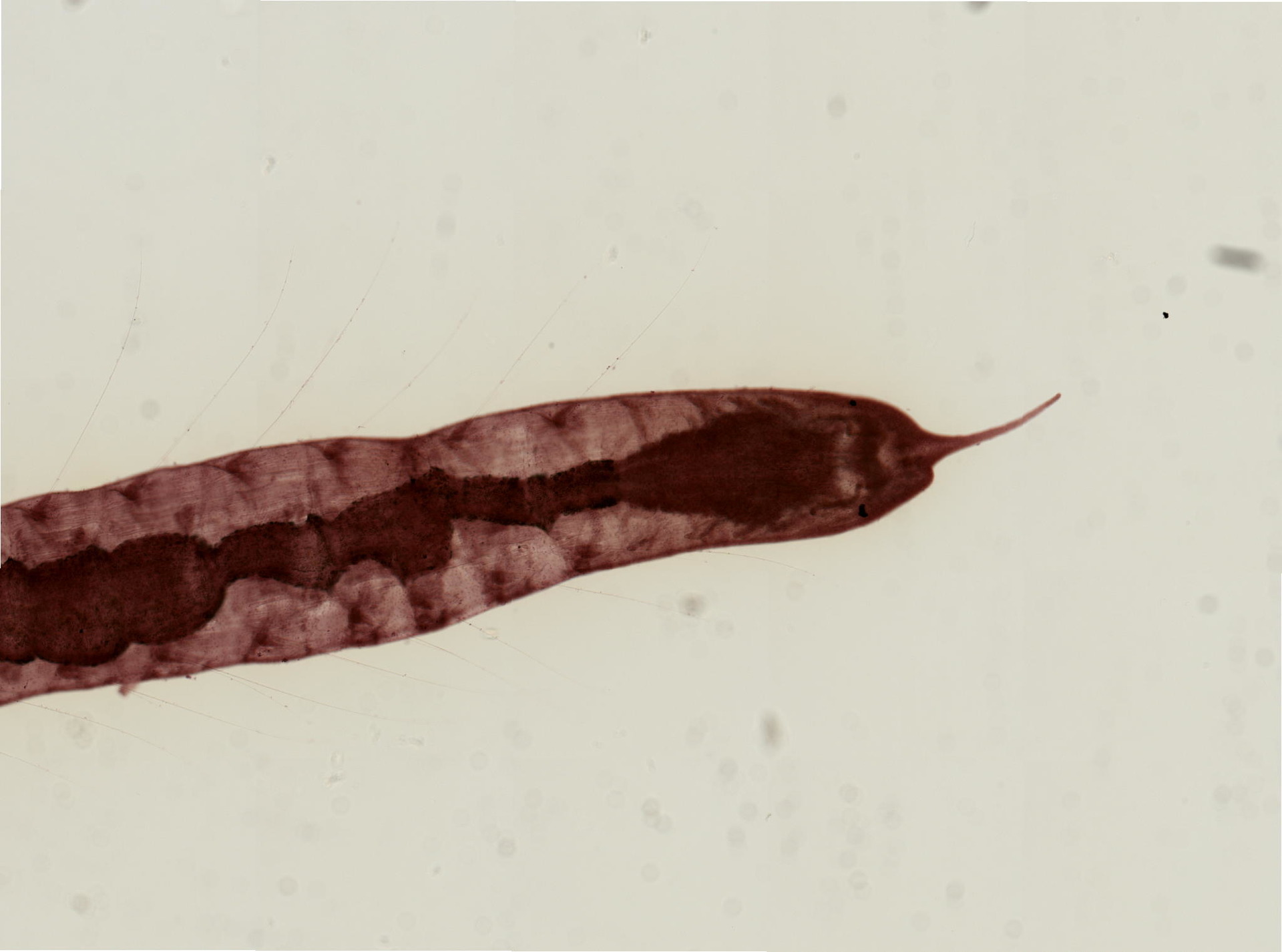 Stylaria lacustris