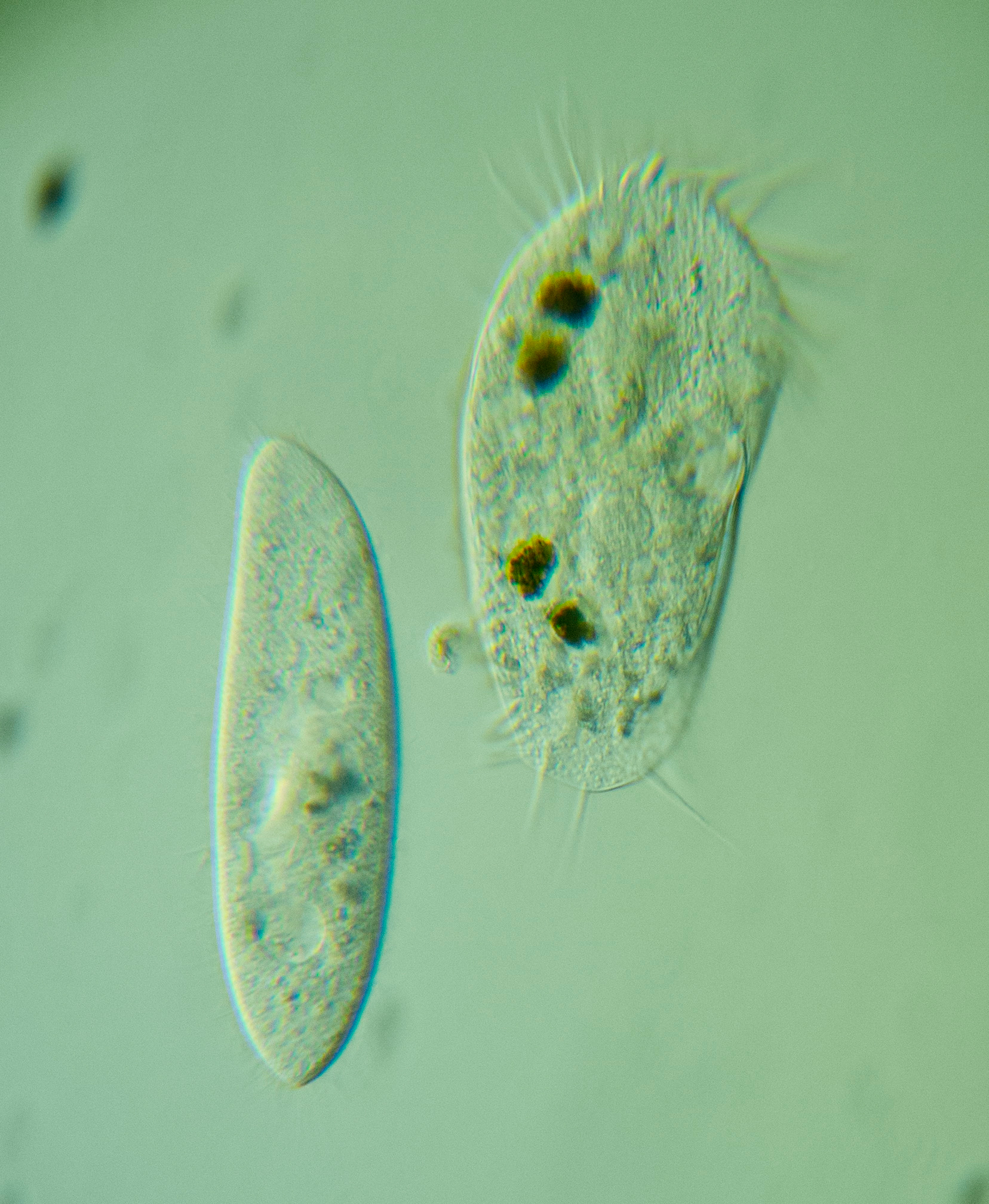 Stylonychia mytilus