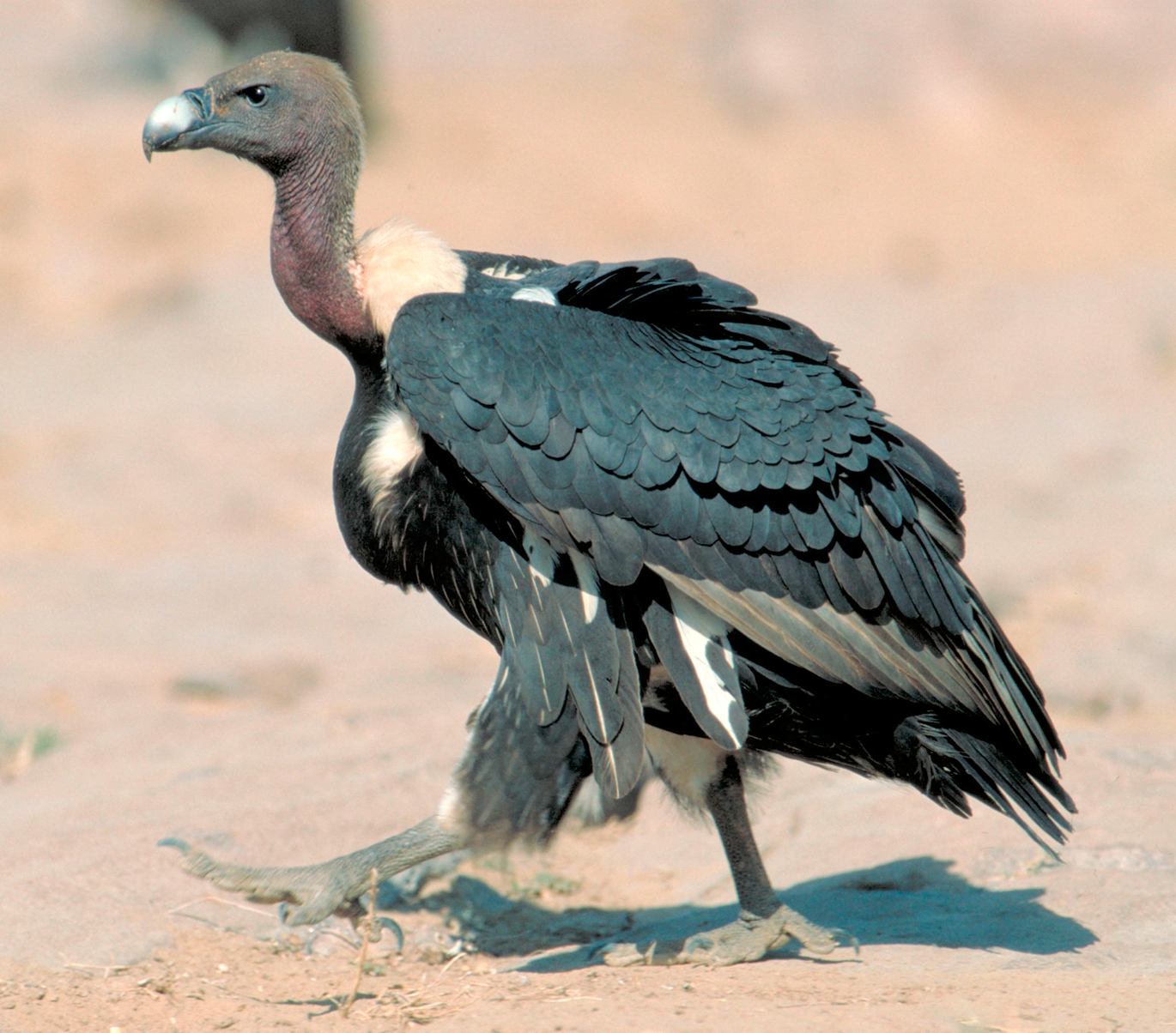 sup bengálský (Gyps bengalensis)