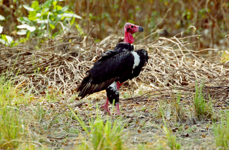 sup holohlavý (Sarcogyps calvus)