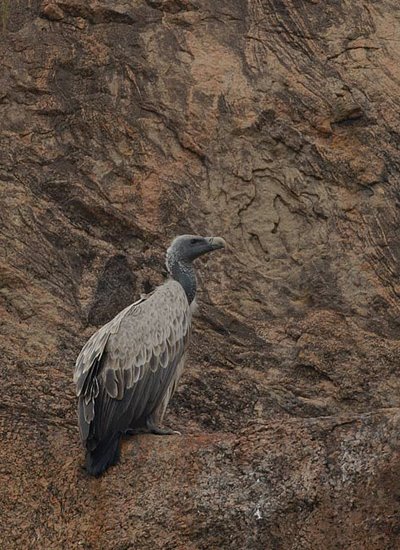 sup indický (Gyps indicus)