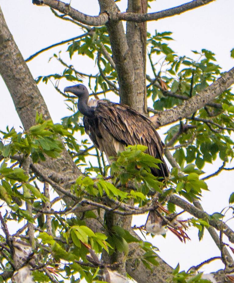 sup tenkozobý (Gyps tenuirostris)