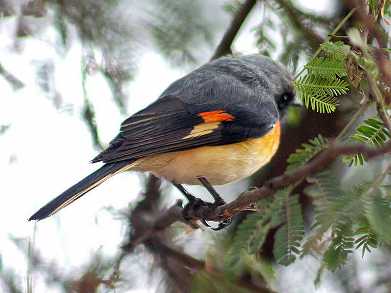 suříkovec rehkovitý (Pericrocotus cinnamomeus)