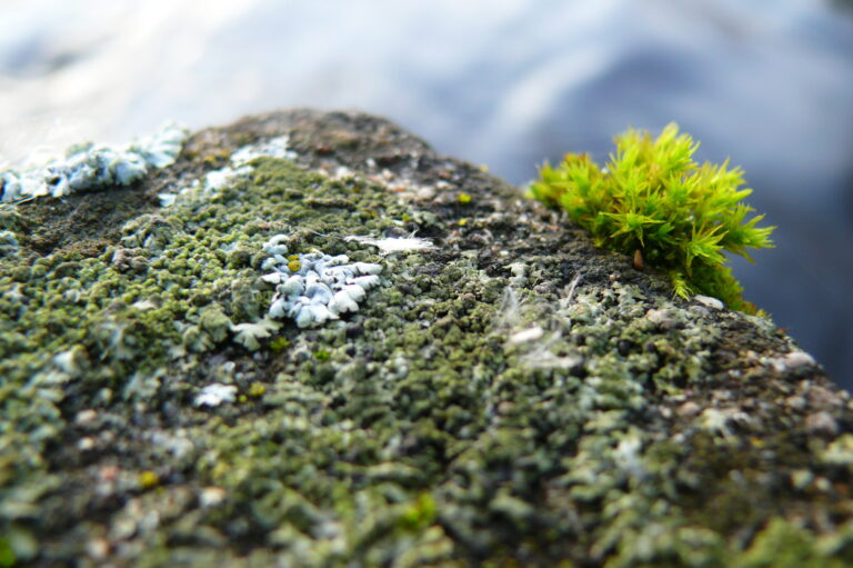 šurpek úhledný (Orthotrichum speciosum)