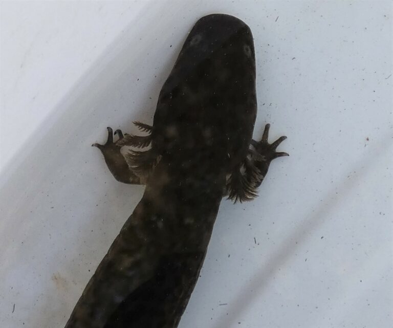 surýn úhořovitý (Siren lacertina)