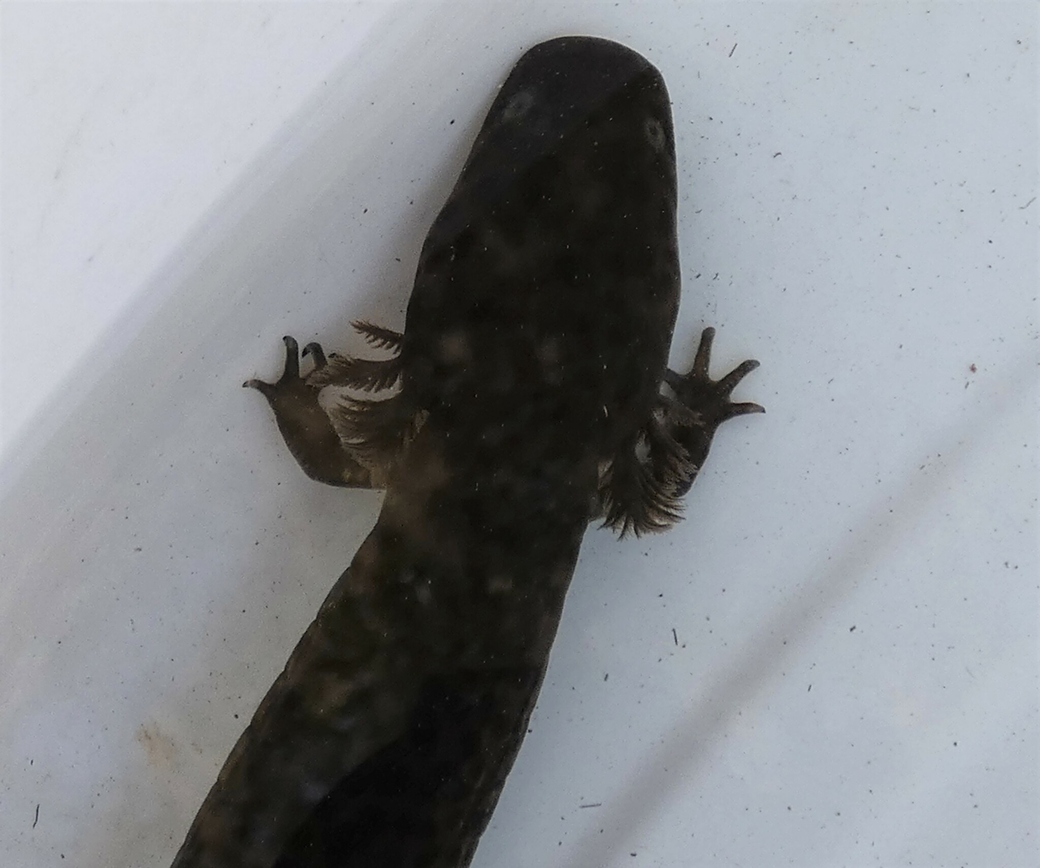 surýn úhořovitý (Siren lacertina)
