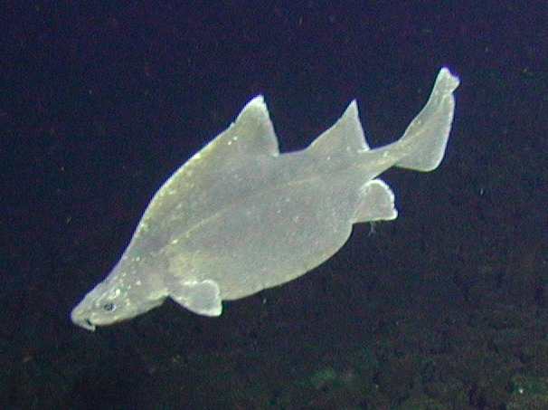 světloun australský (Oxynotus bruniensis)