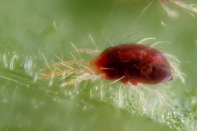 sviluška chmelová (Tetranychus urticae)