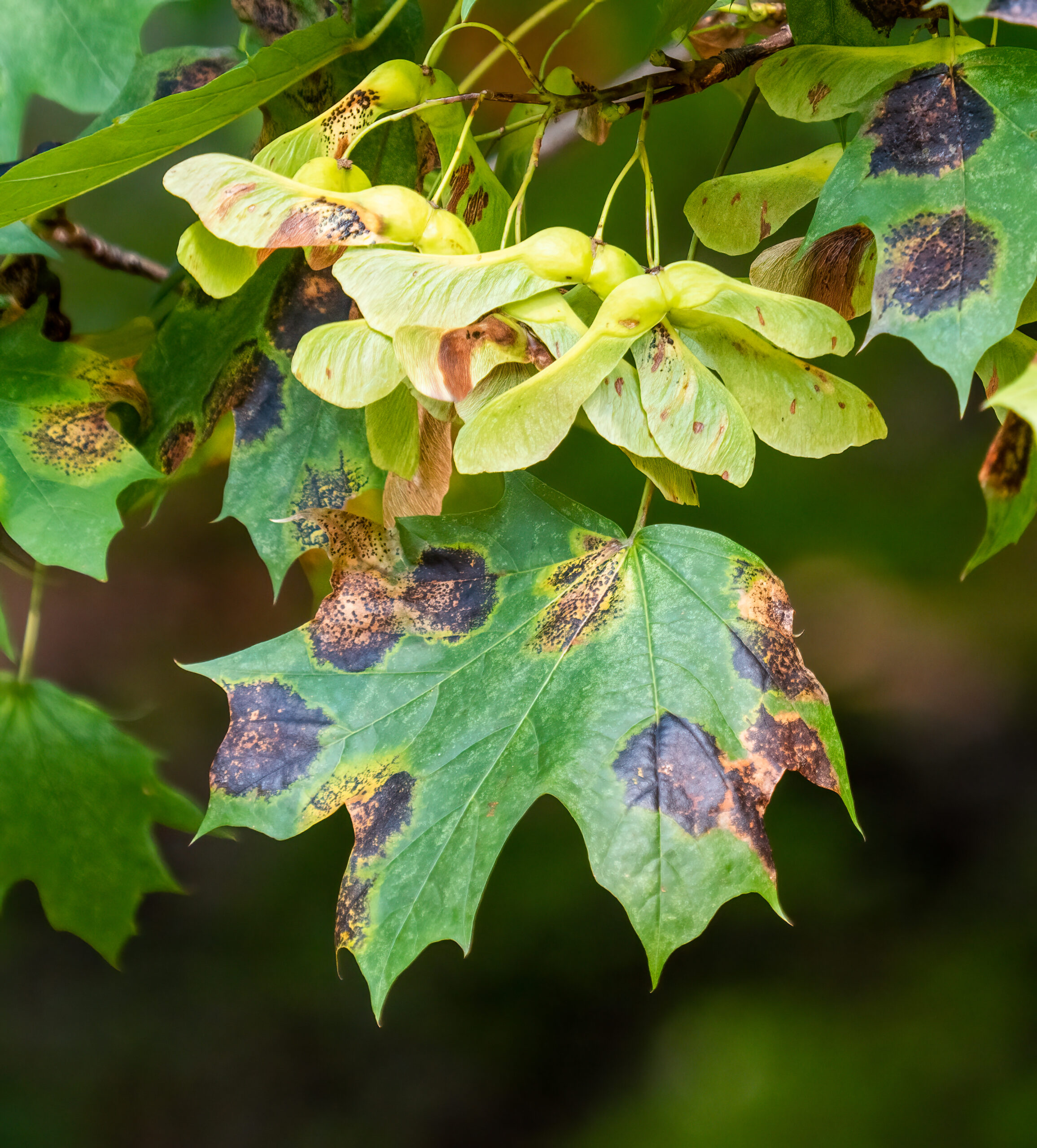 svraštělka javorová (Rhytisma acerinum)
