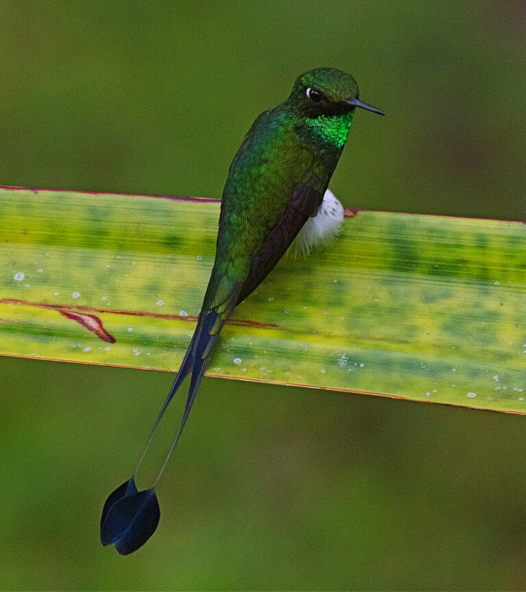 sylfa vlajková (Ocreatus underwoodii)