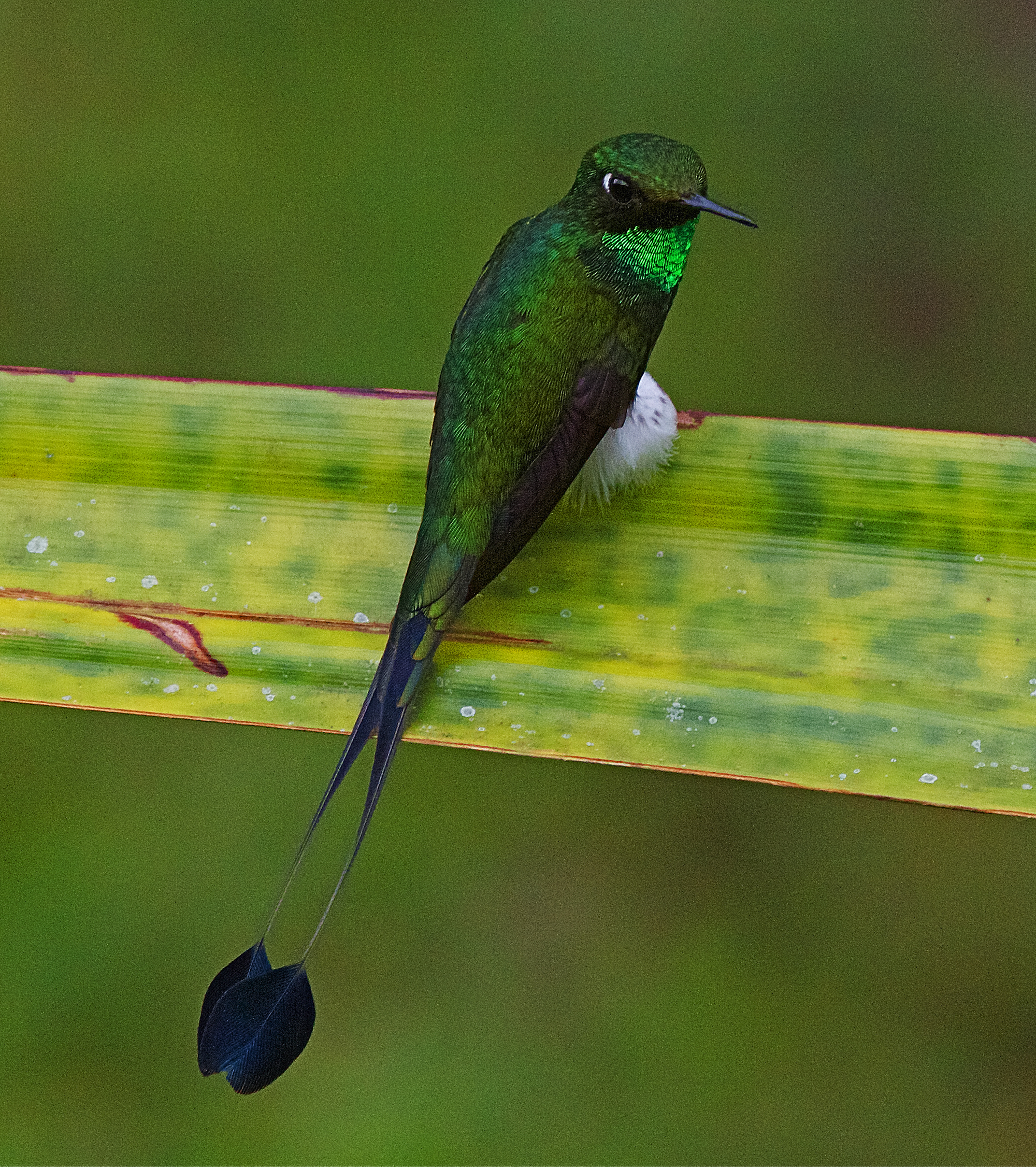 sylfa vlajková (Ocreatus underwoodii)