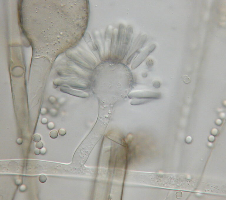Syncephalastrum racemosum