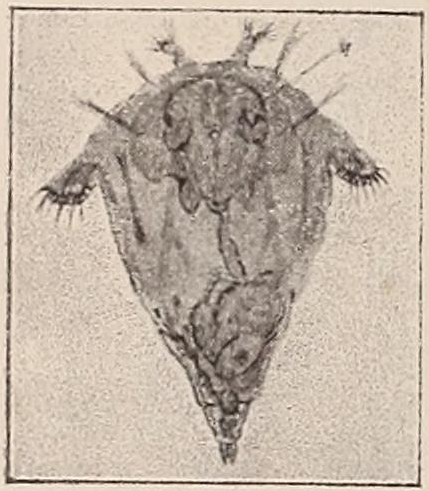 Synchaeta pectinata