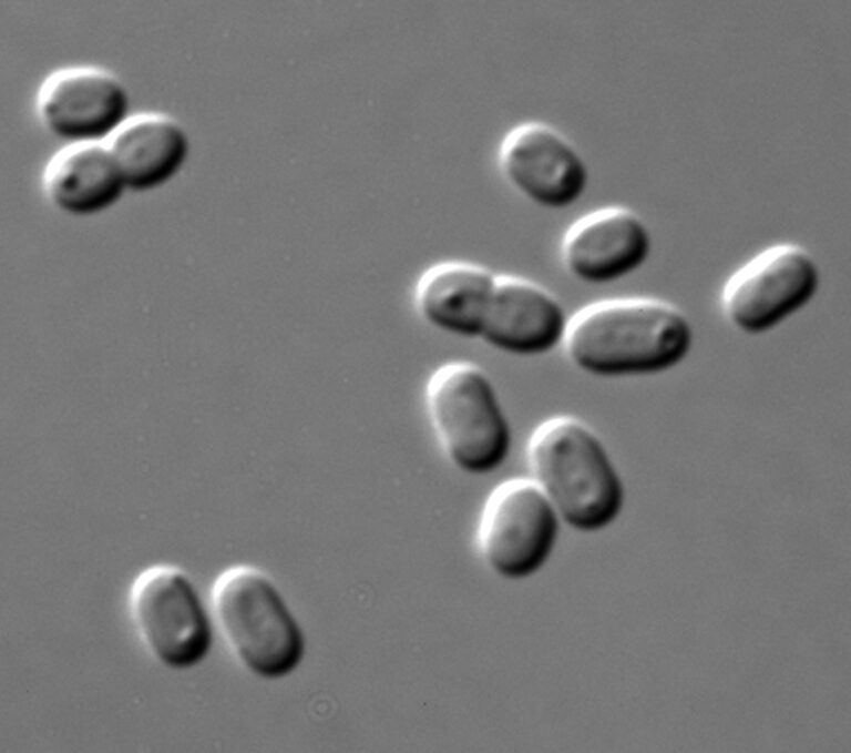 Synechococcus (Synechococcus)