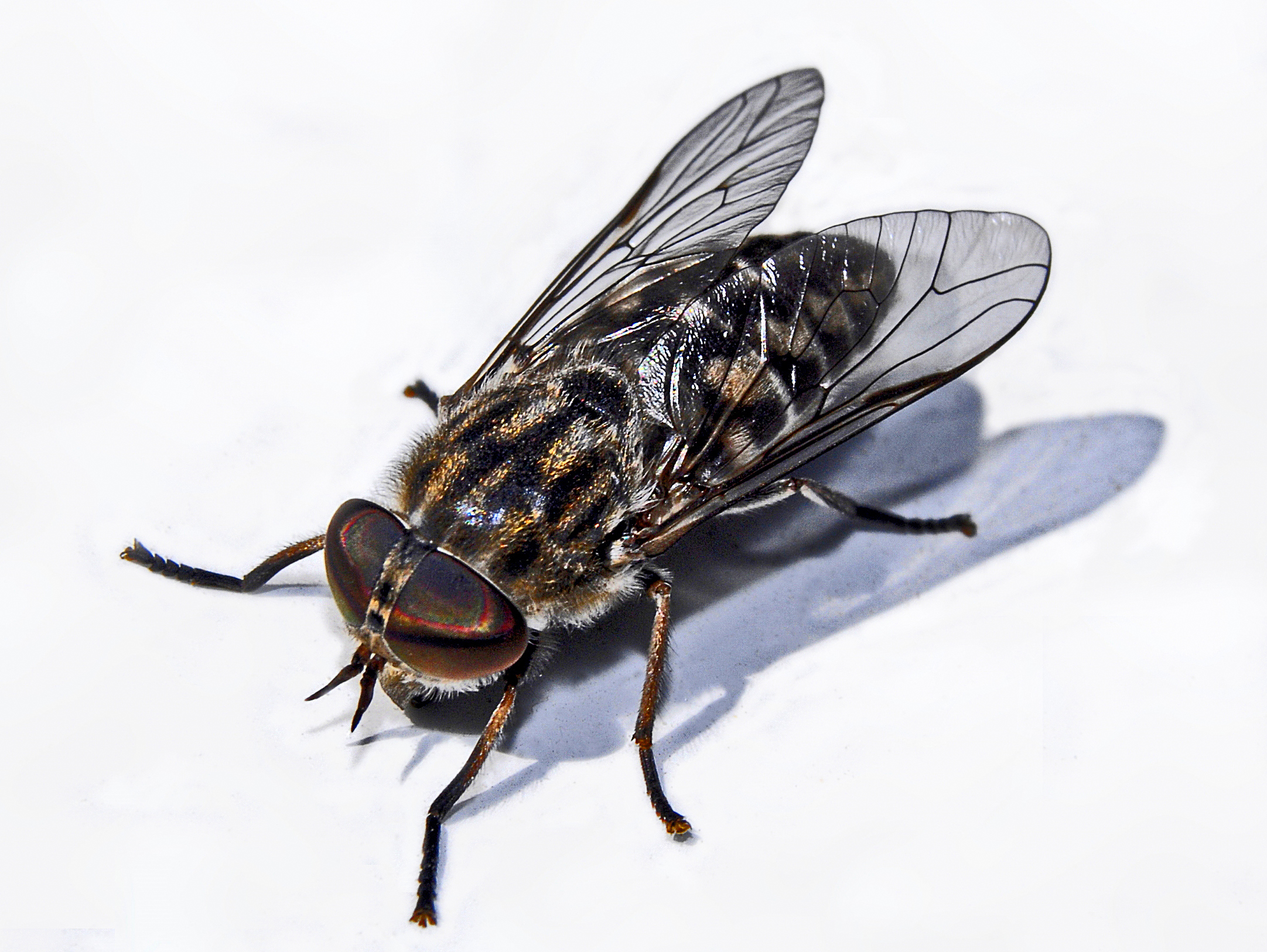 Tabanus maculicornis