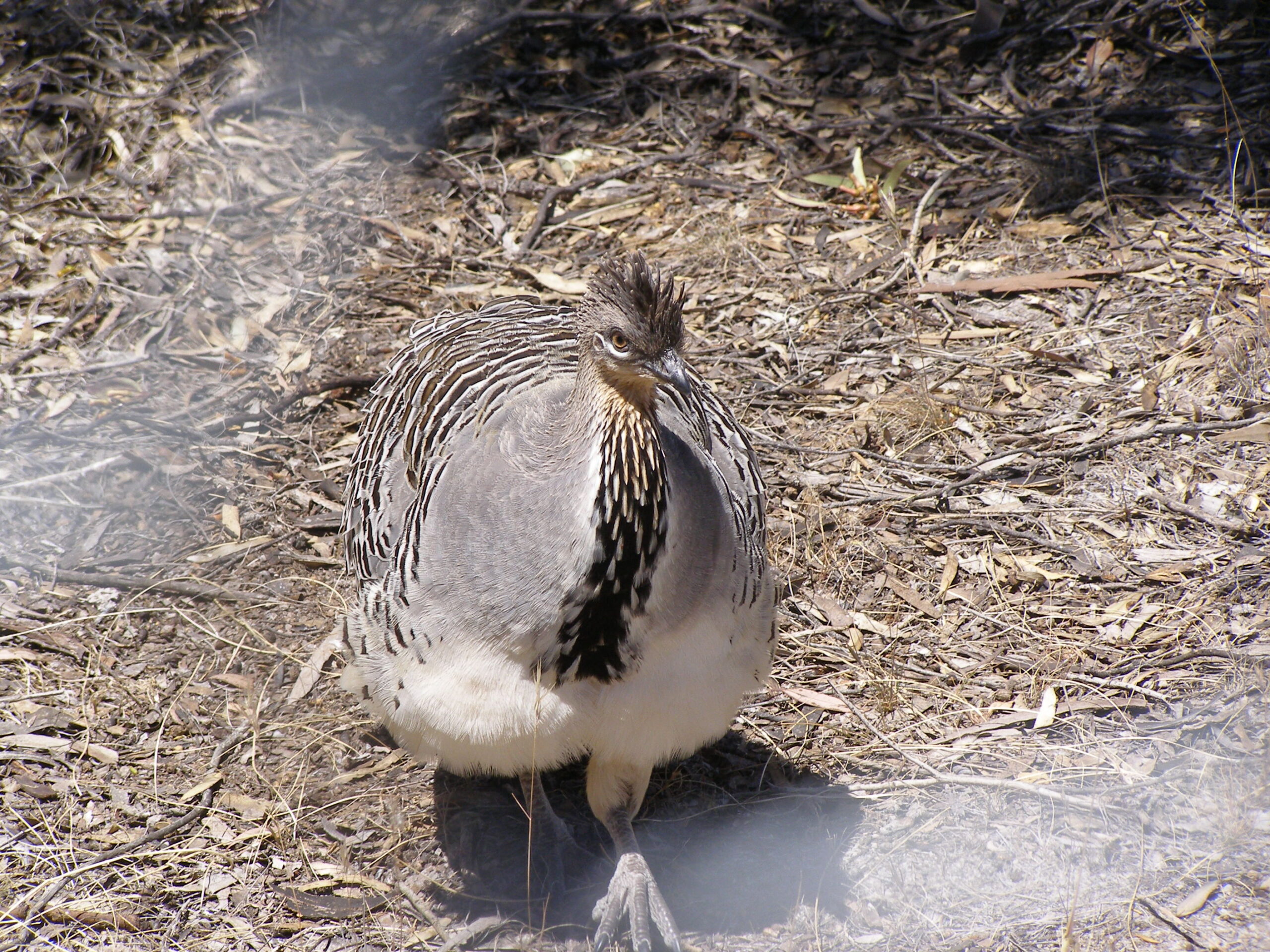 tabon holubí (Leipoa ocellata)