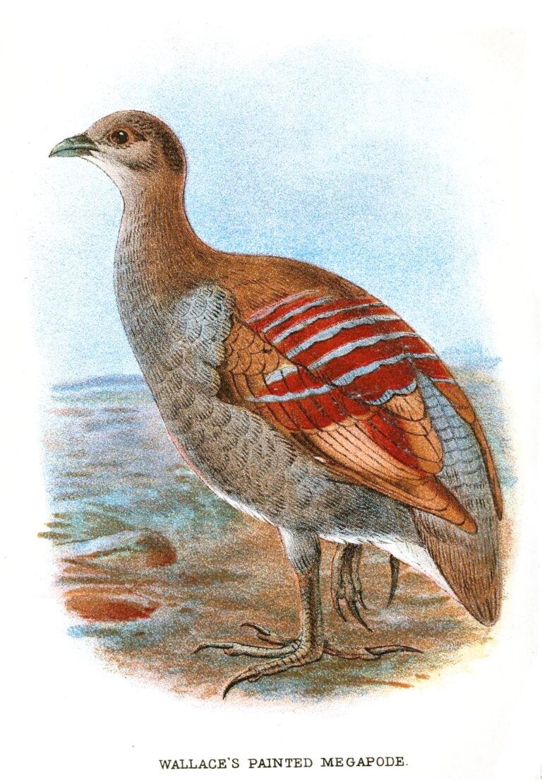 tabon molucký (Eulipoa wallacei)