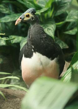 tabon přílbový (Macrocephalon maleo)