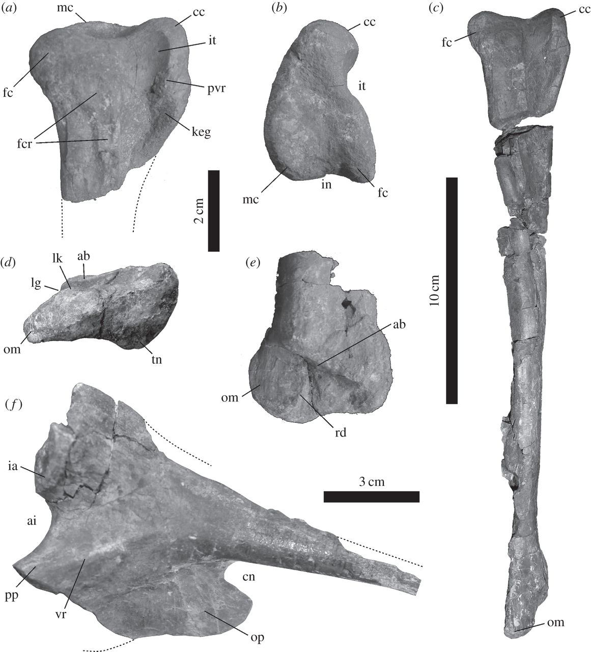 Tachiraptor