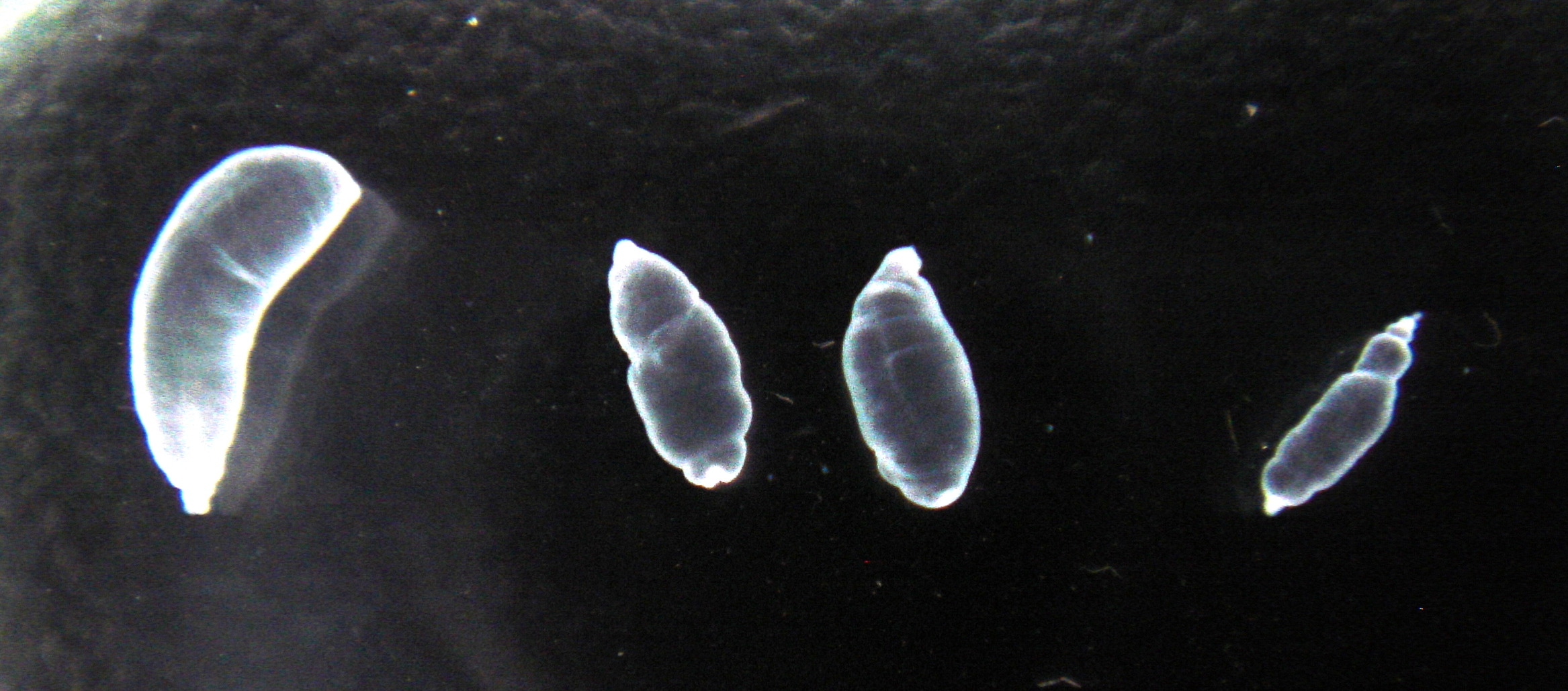 Taenia crassiceps