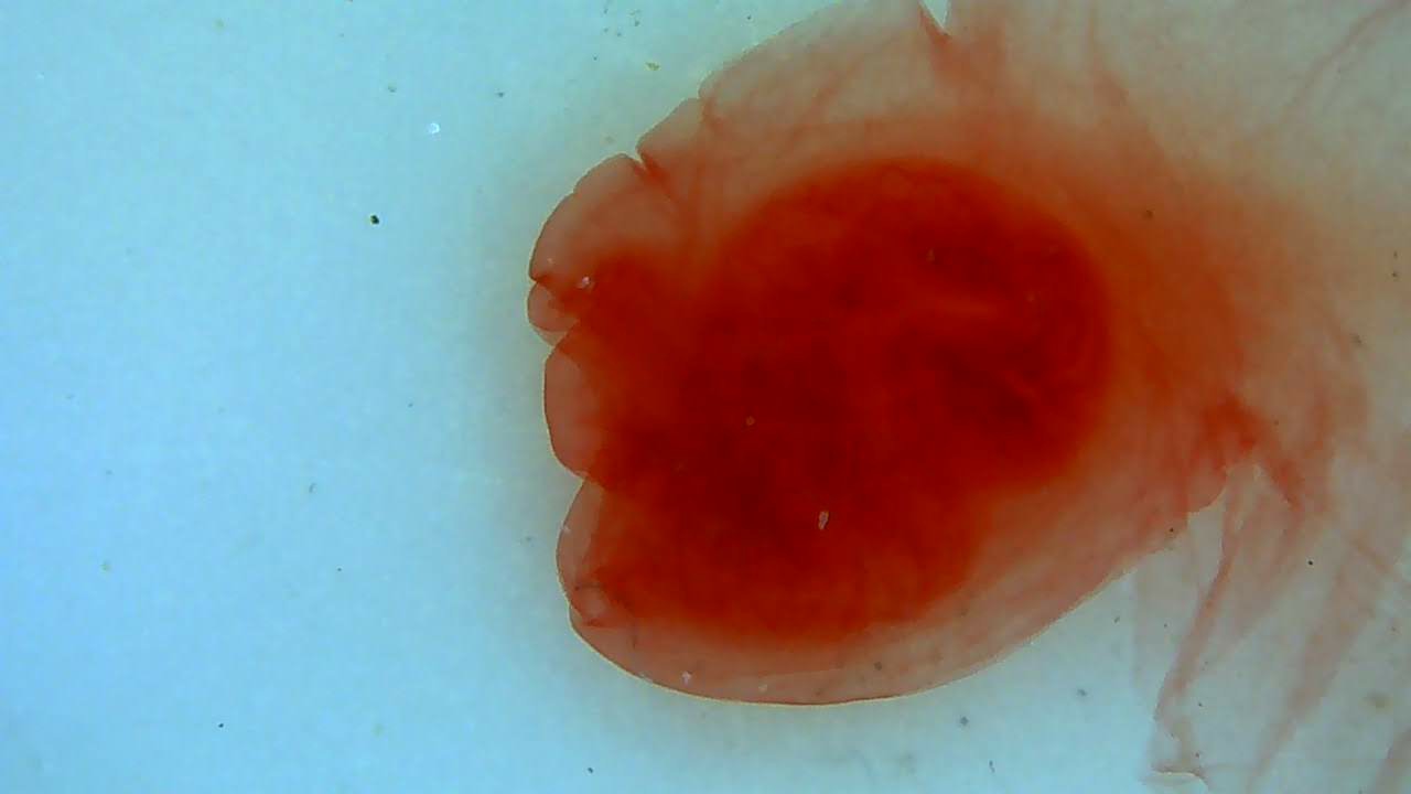 Taenia pisiformis