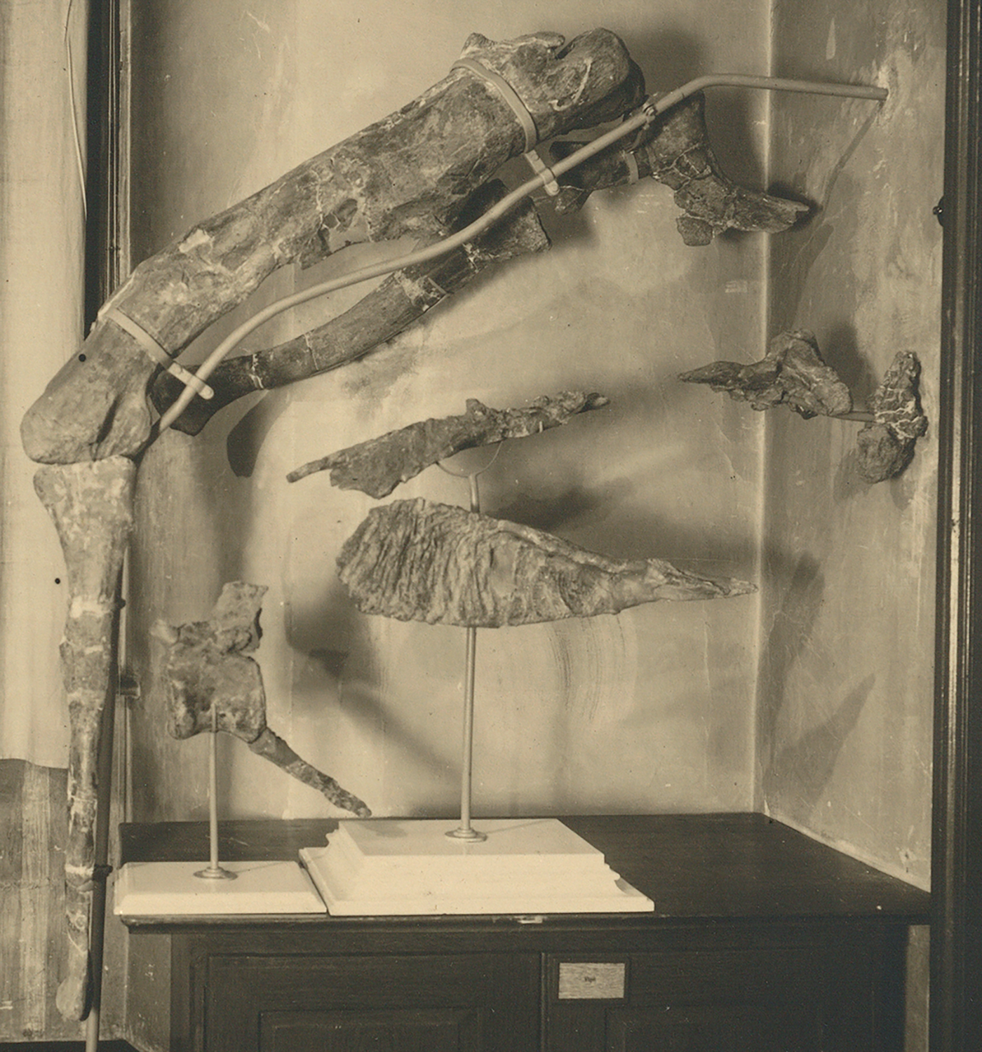 Tameryraptor