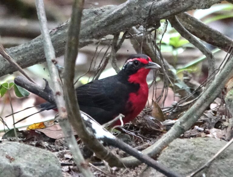 tangara růžová (Rhodinocichla rosea)