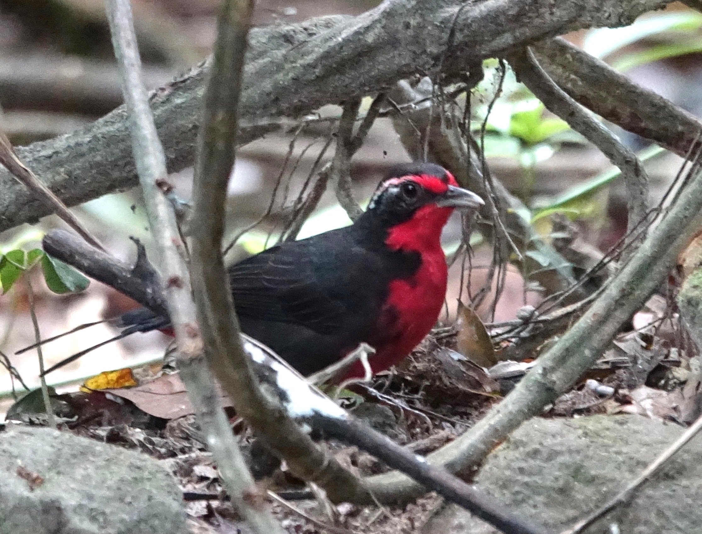 tangara růžová (Rhodinocichla rosea)