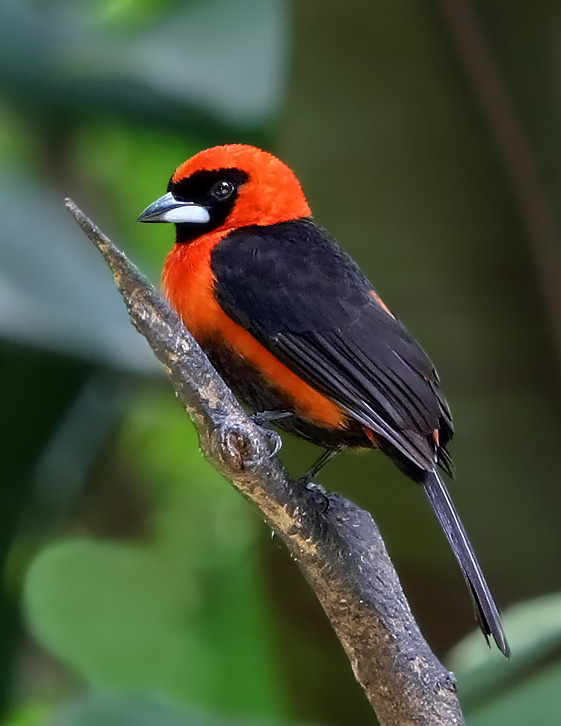 tangara škrabošková (Ramphocelus nigrogularis)