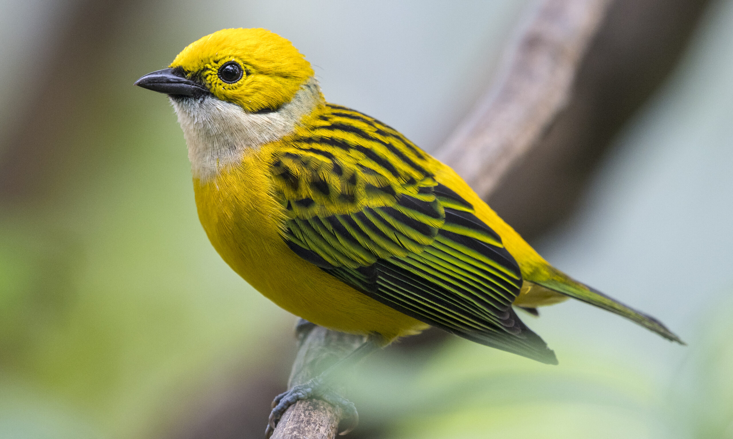 tangara stříbrohrdlá (Tangara icterocephala)