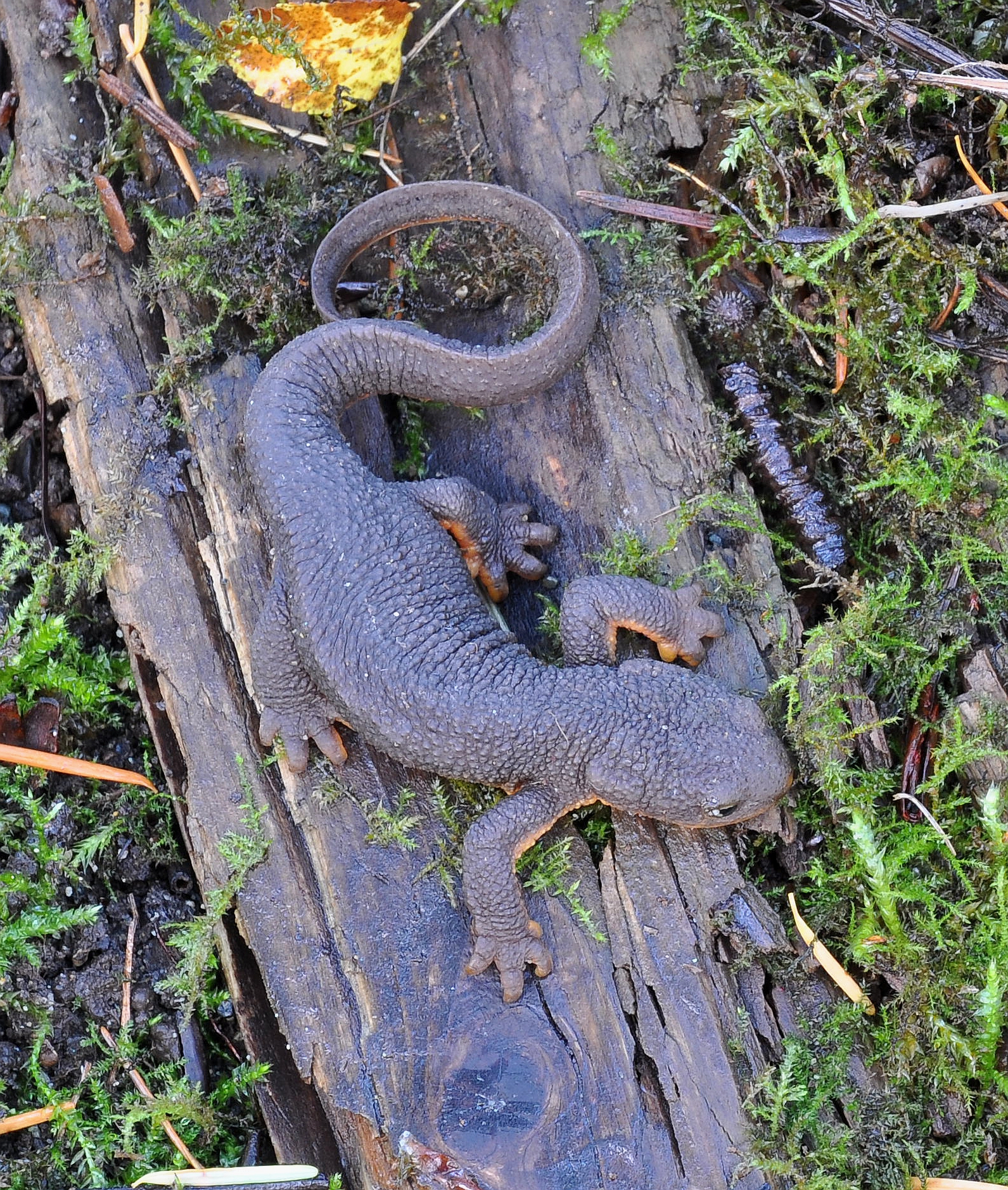 taricha zrnitá (Taricha granulosa)