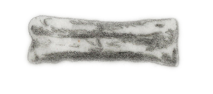 Teinurosaurus sauvagei (Teinurosaurus sauvagei)