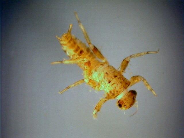 Teloganopsis deficiens