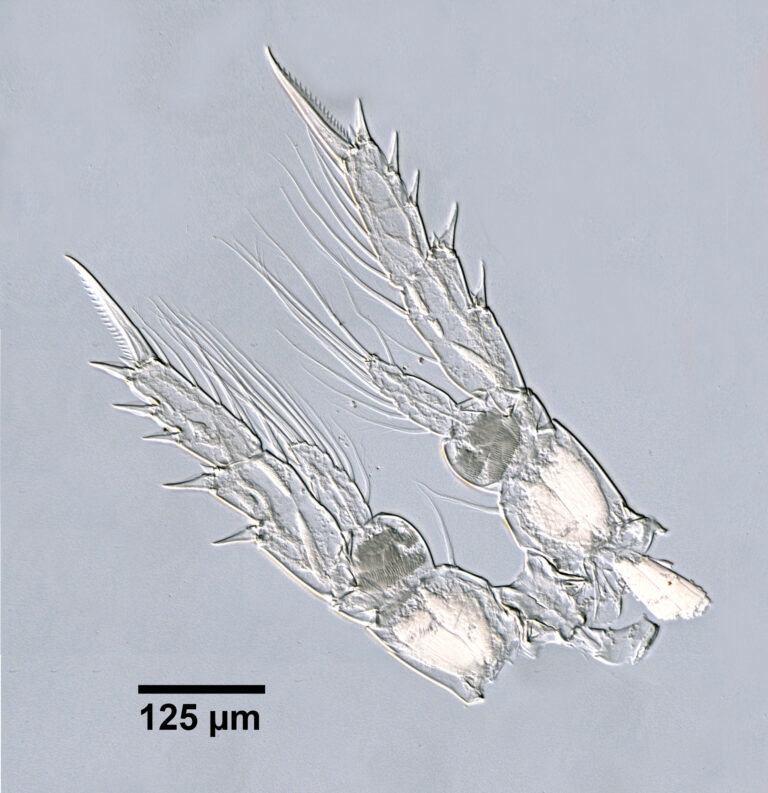 Temora longicornis
