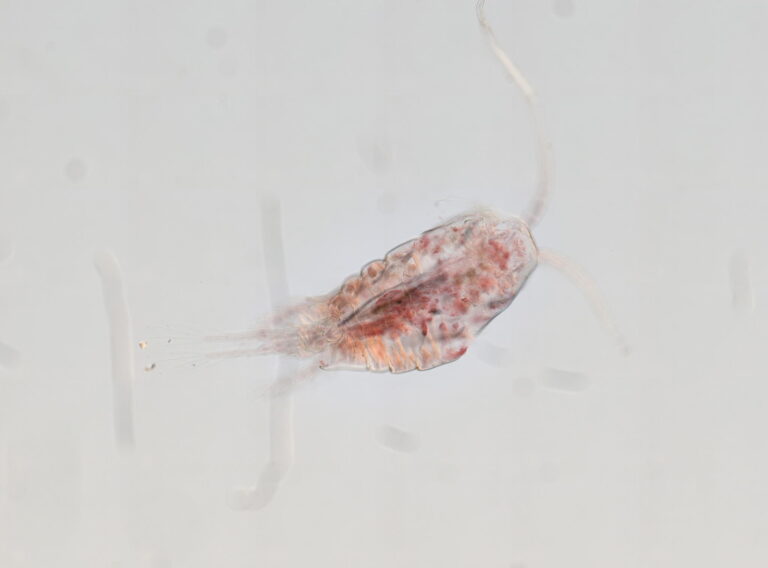 Temora stylifera Temora stylifera
