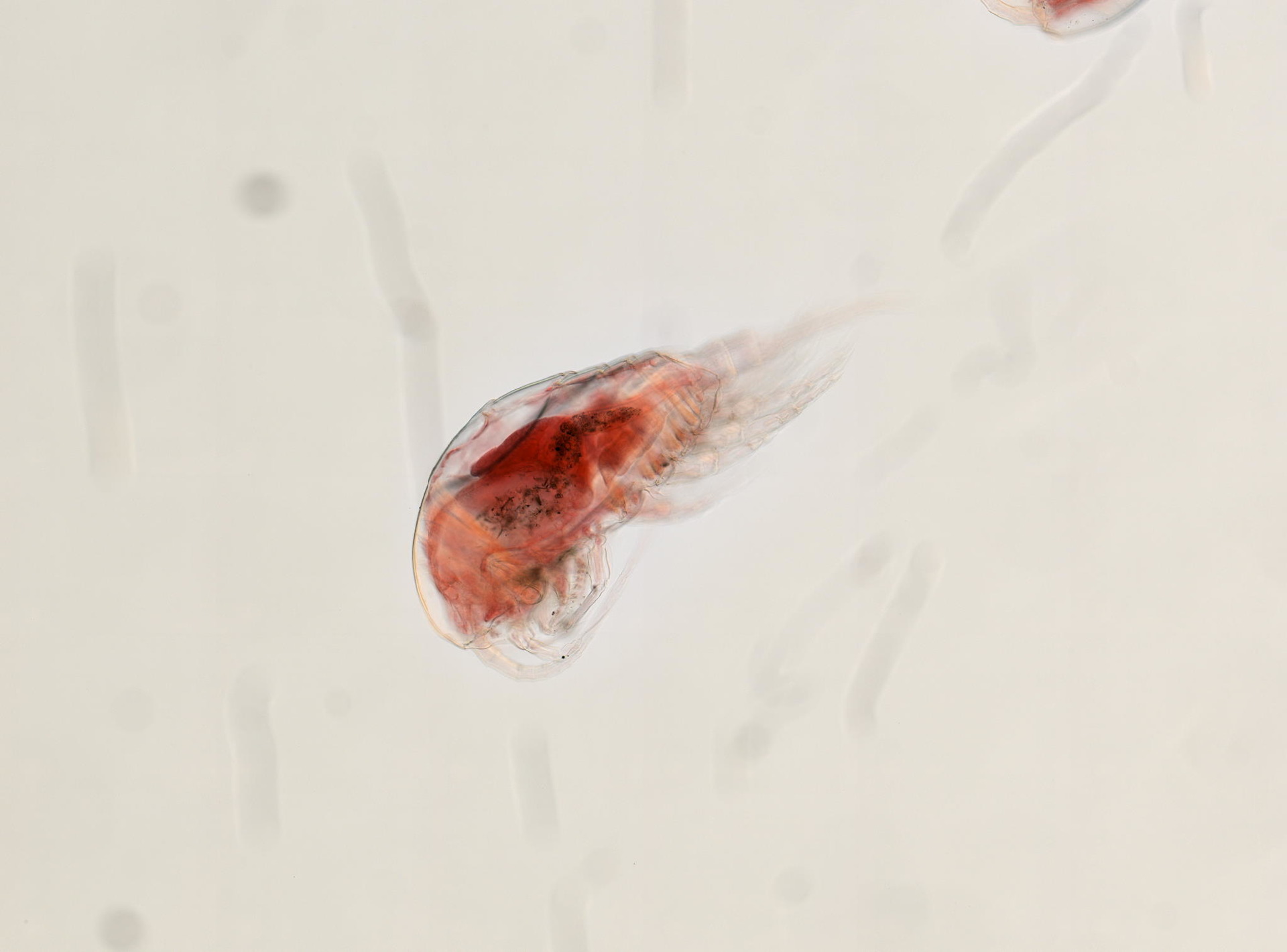 Temora turbinata