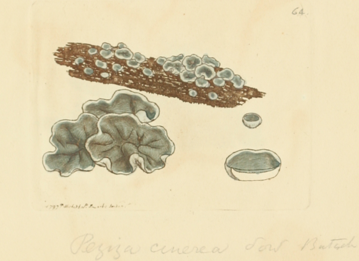 terčenka popelavá (Mollisia cinerea)