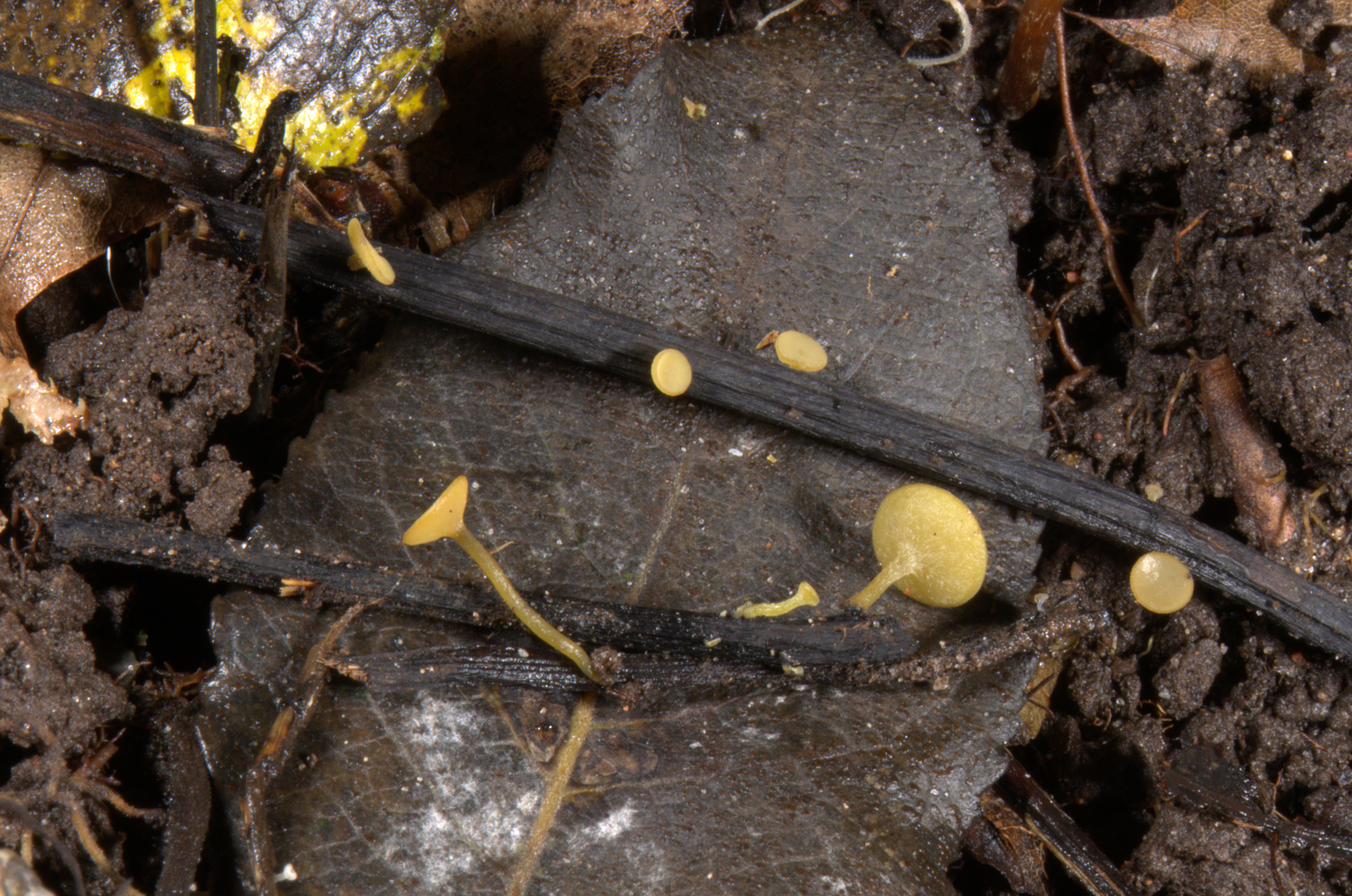 terčka žlutozelená (Lanzia luteovirescens)