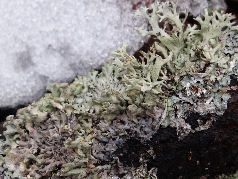 terčovka válcovitá (Hypogymnia tubulosa)