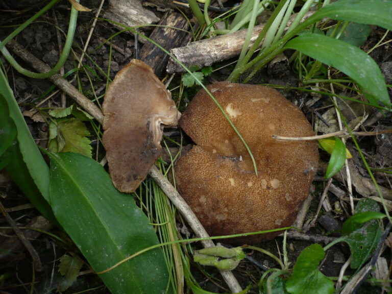 terčovnice síťnatá (Disciotis venosa)